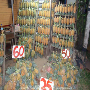Pineapple in Belummahara
