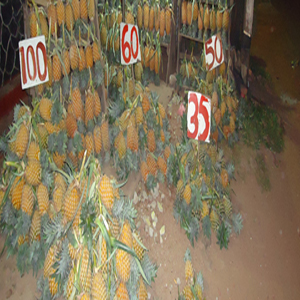 Pineapple in Belummahara