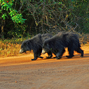 Kumana National Park