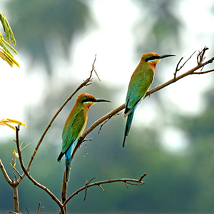 kumana national park