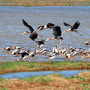 kumana national park