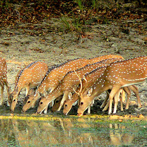 kumana national park