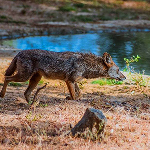 kumana national park