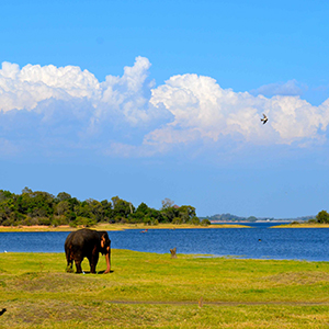 Minneriya National Park