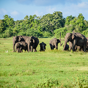 Minneriya National Park