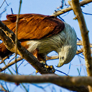 Minneriya National Park