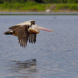 Minneriya National Park