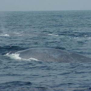 Whale Watching in Mirissa