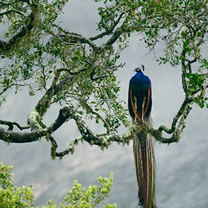 Yala National Park