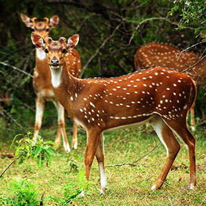 Yala National Park