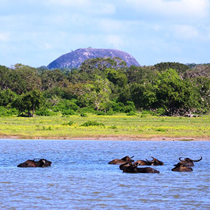 Yala National Park