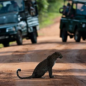 Yala National Park