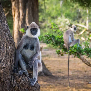 Yala National Park